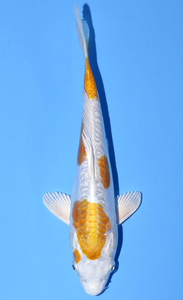 Hariwake