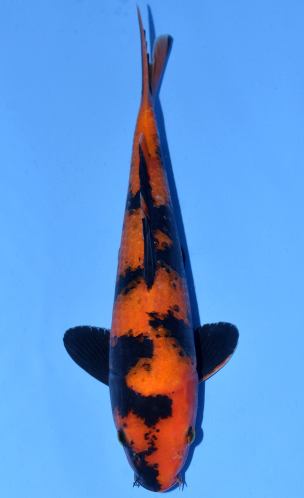 Hi Utsuri