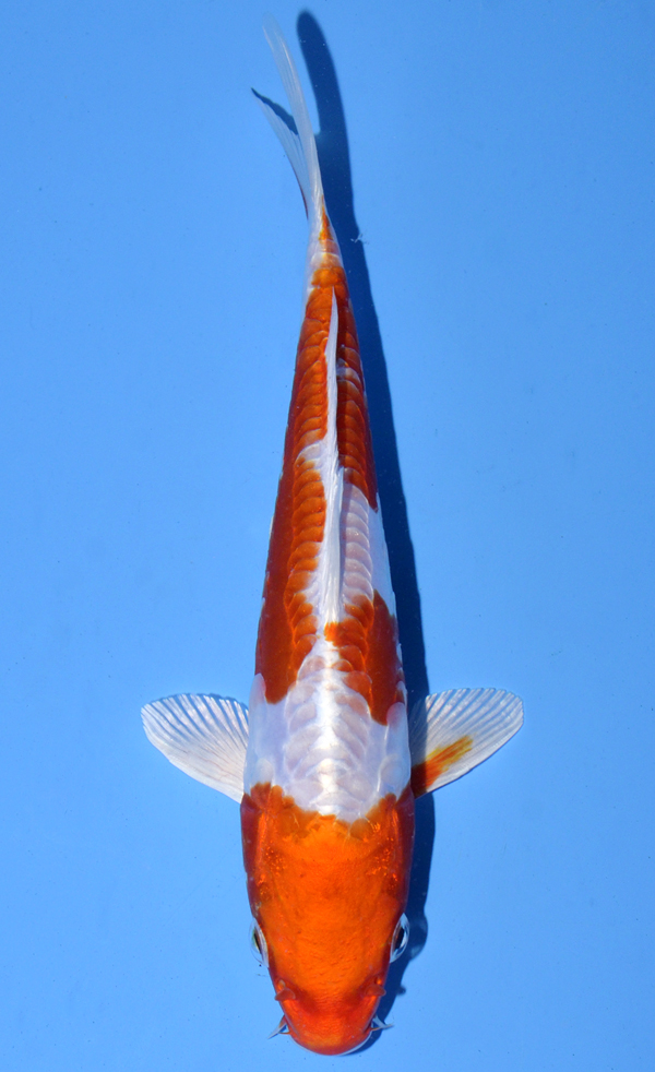 Kikusui