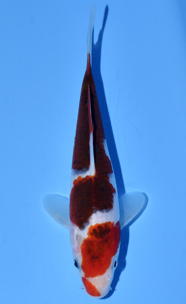Koromo
