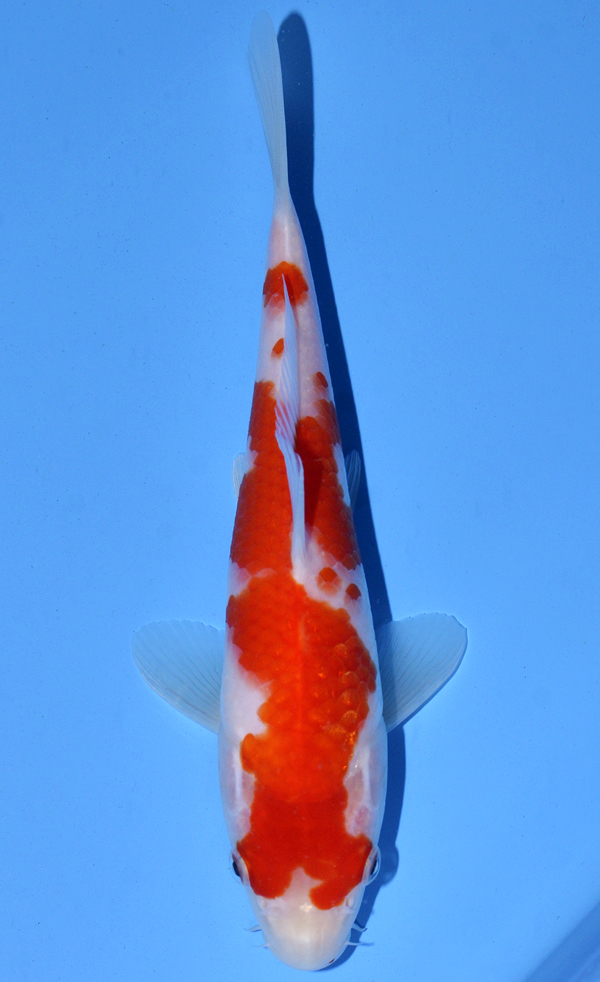 Kohaku