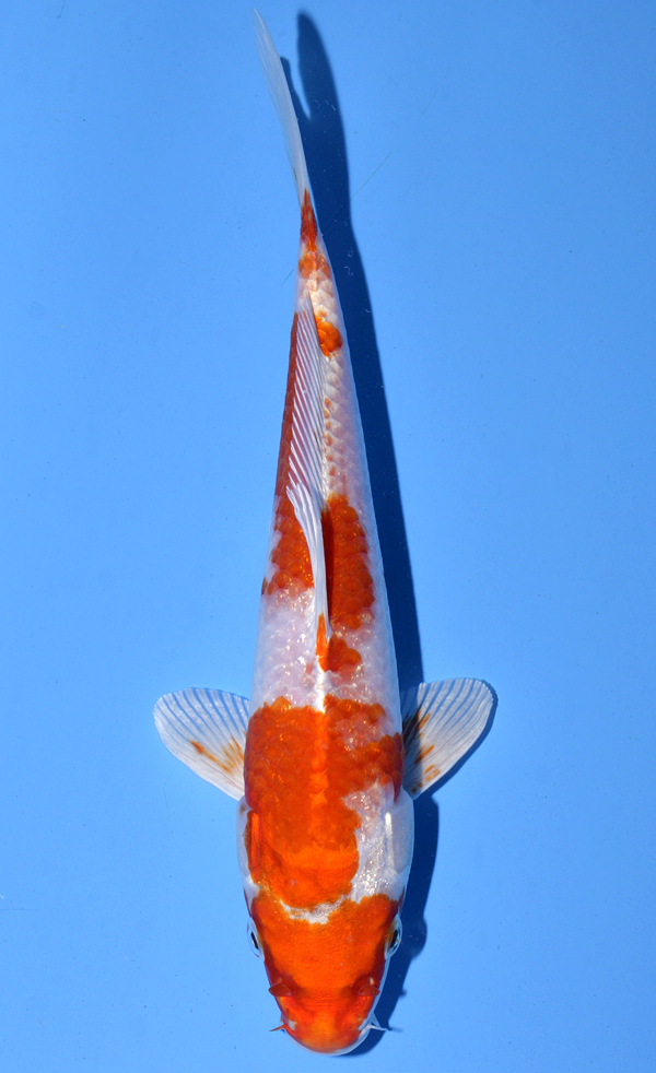 Sakura Ogon