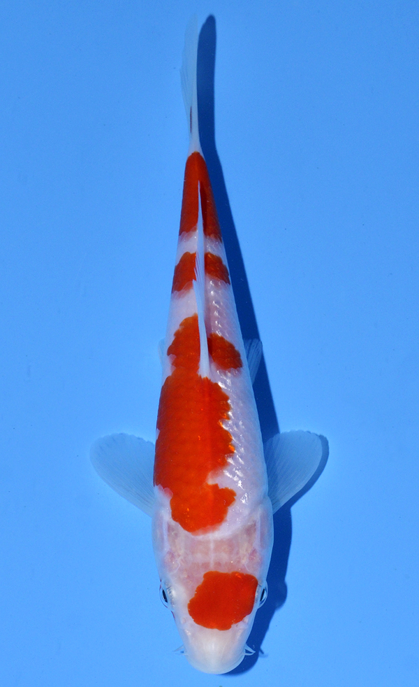 Kohaku