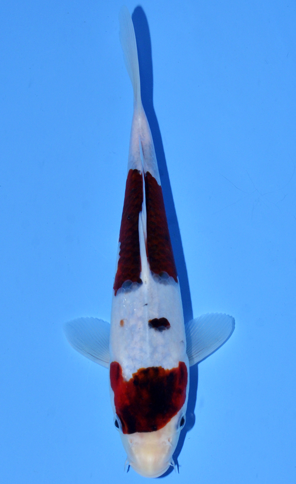 Budo Goromo
