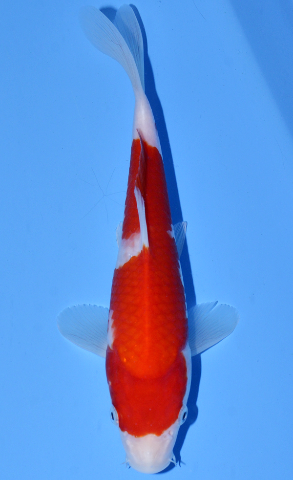 Kohaku