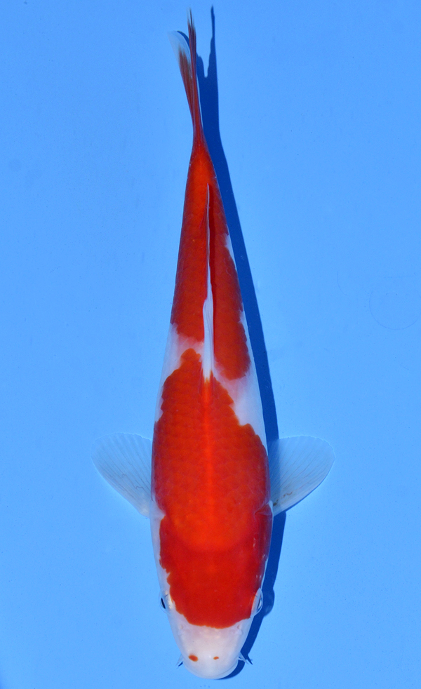 Kohaku
