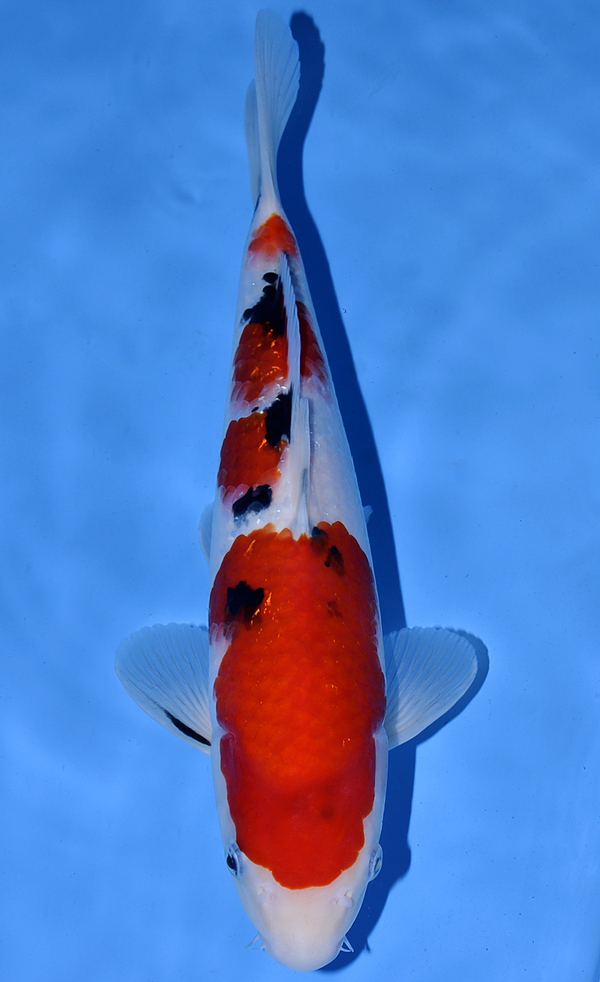 Koi Auction