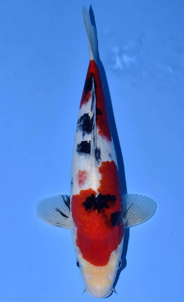 Koi Auction