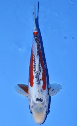 Online Koi Auction