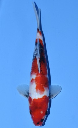 Tategoi Showa