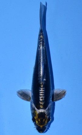 Kawarigoi
