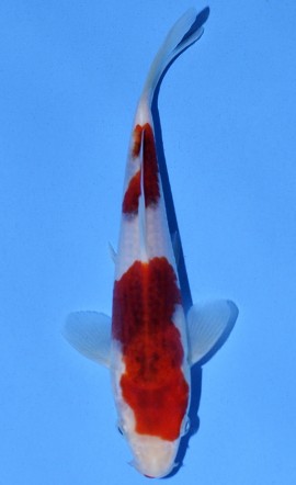 Koromo