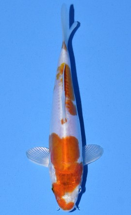 Kikusui
