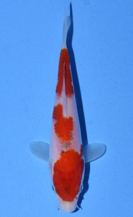 Goshiki