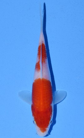 Kohaku