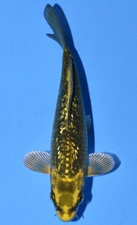 Gold Kawari