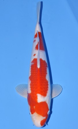 Kohaku
