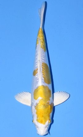 Hariwake