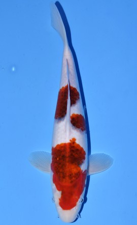 Koromo