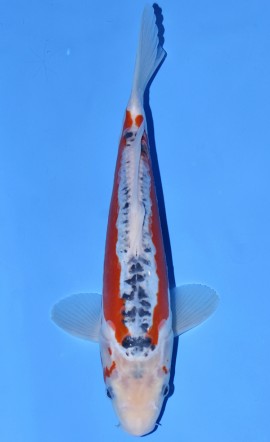 Shusui