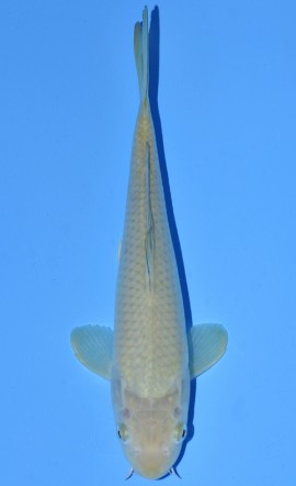 Chagoi
