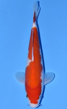 Kohaku