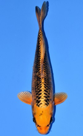 Kin Matsuba