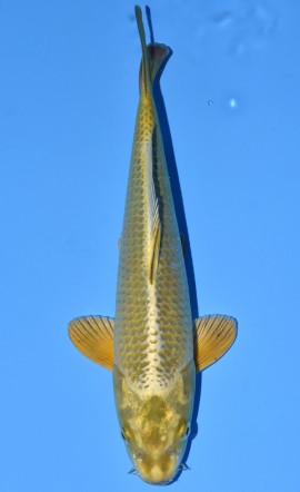 Mukashi Ogon
