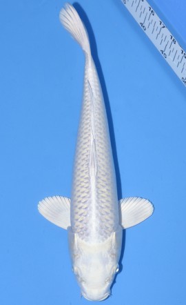 Platinum Ogon