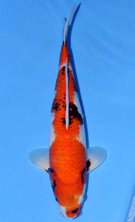 Tategoi Showa