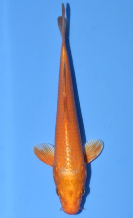 Orenji Ogon