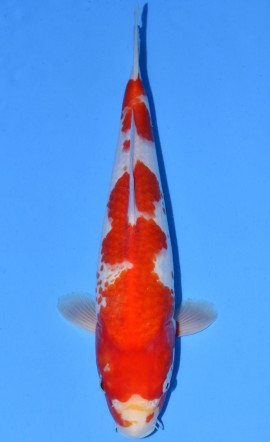 Kohaku