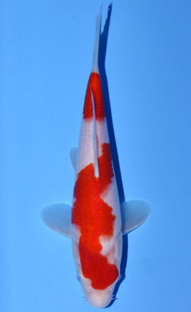 Kohaku