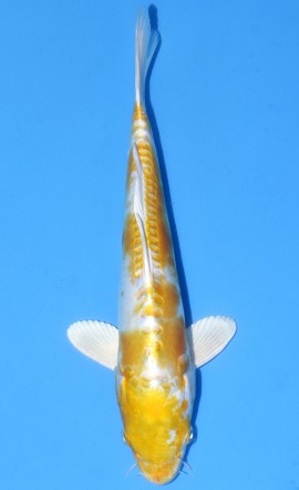 Hariwake