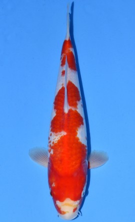 Kohaku