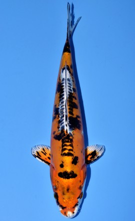 Kawarigoi