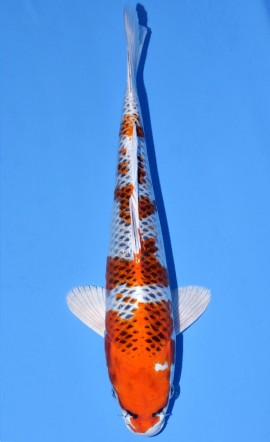 Kujaku