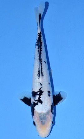 Matsukawabake