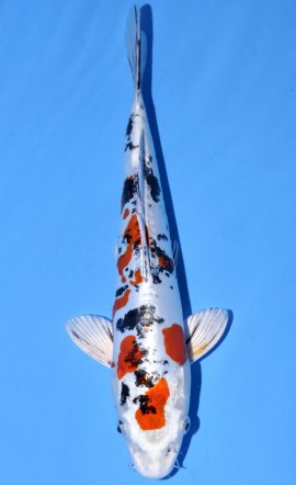 Doitsugoi