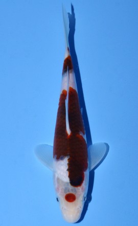 Koromo