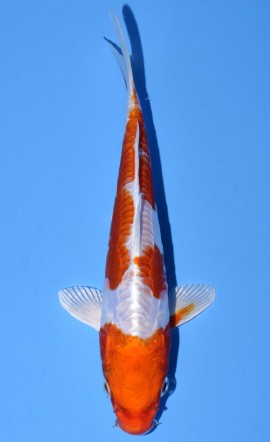 Kikusui