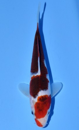 Koromo