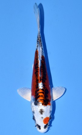 Kawarigoi