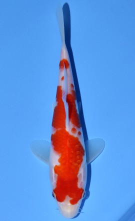 Kohaku