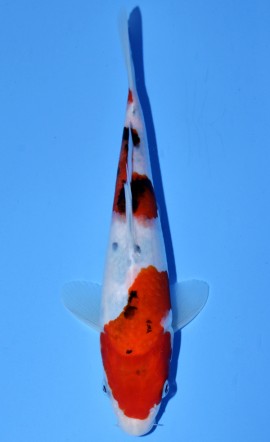 Tategoi Sanke