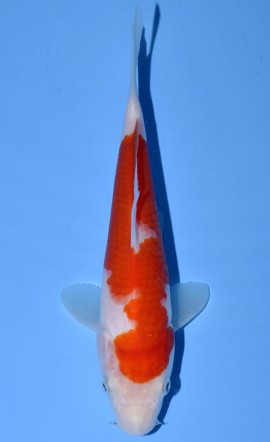 Kohaku