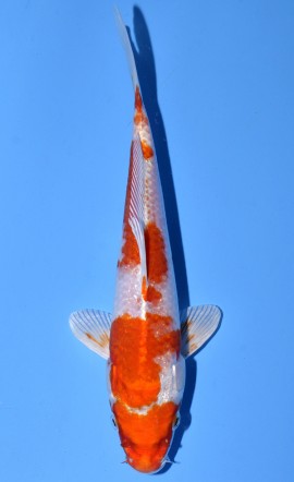 Sakura Ogon