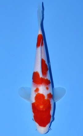 Kohaku