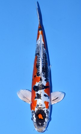 Heisei Nishiki