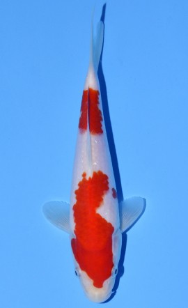 Kohaku